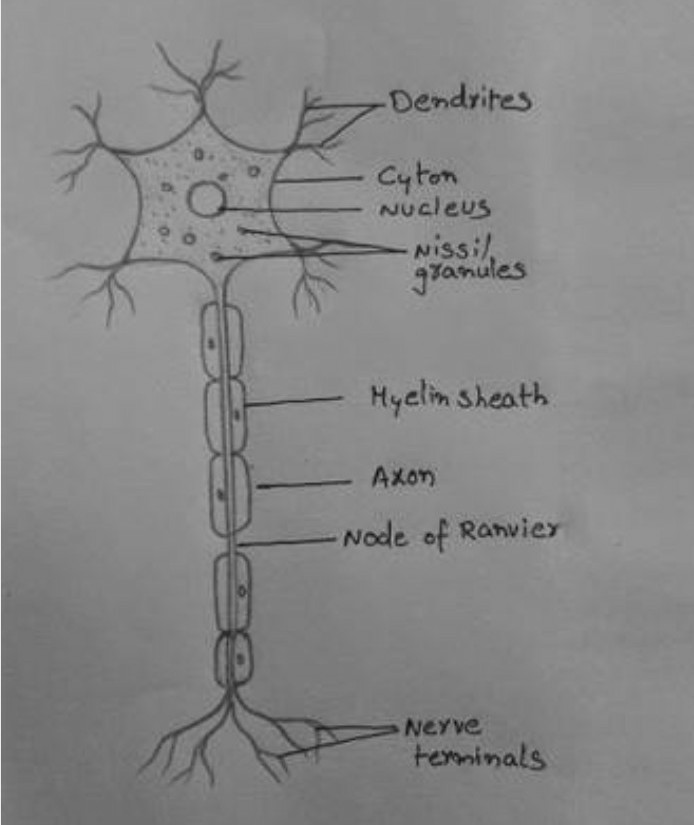 694x825 draw a nerve cell and label it - Nerve Drawing