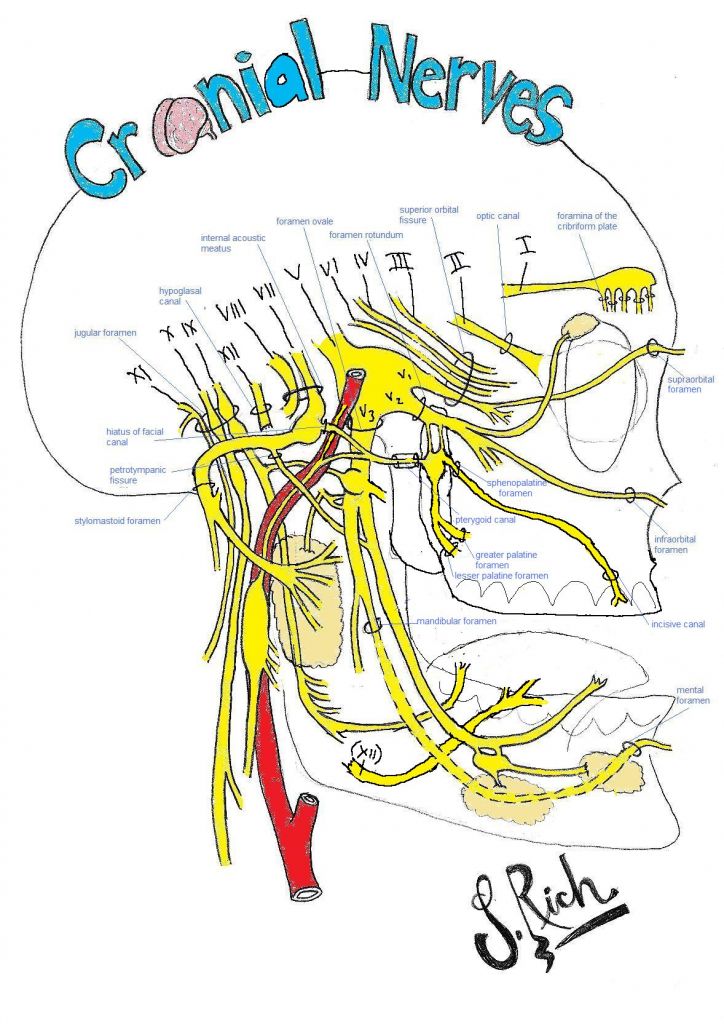 724x1024 drawing of the face and cranial nerves cranial nerves on models - Nerve Drawing