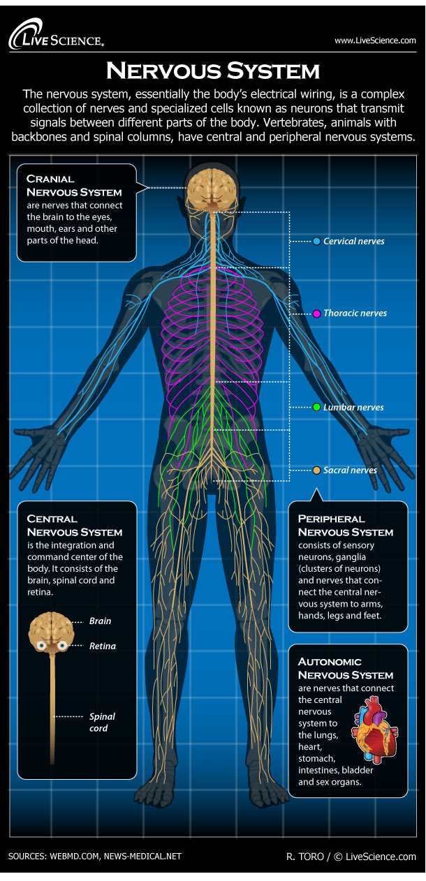 610x1262 human nervous system - Nervous System Drawing