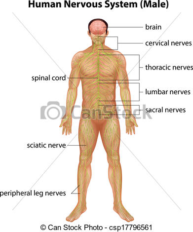391x470 human nervous system - Nervous System Drawing