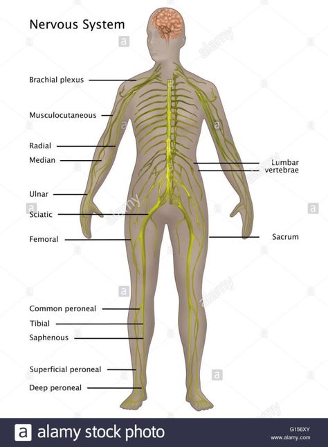 474x645 labeled picture of the nervous system human body anatomy human - Nervous System Drawing