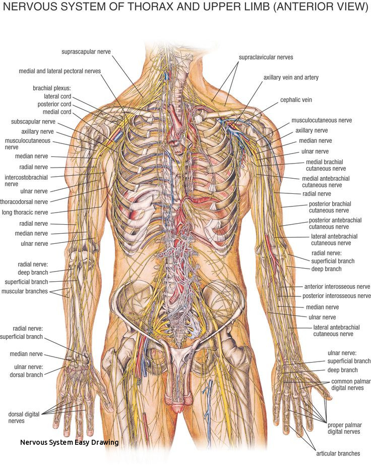736x925 nervous system easy drawing best lymphatic system images - Nervous System Drawing