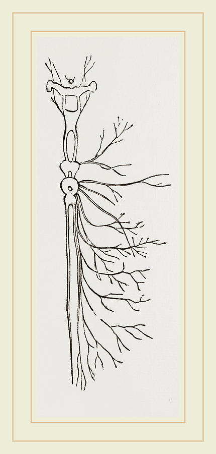 430x900 nervous system in chaffer beetle and larva drawing - Nervous System Drawing