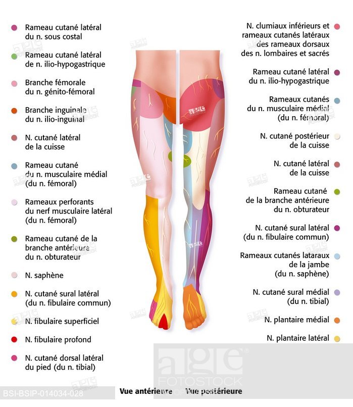 699x806 nervous system, drawing, stock photo, picture and rights managed - Nervous System Drawing