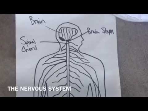 480x360 nervous system - Nervous System Drawing