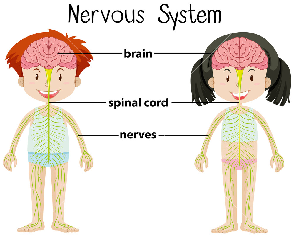 Nervous System Drawing at Explore collection of