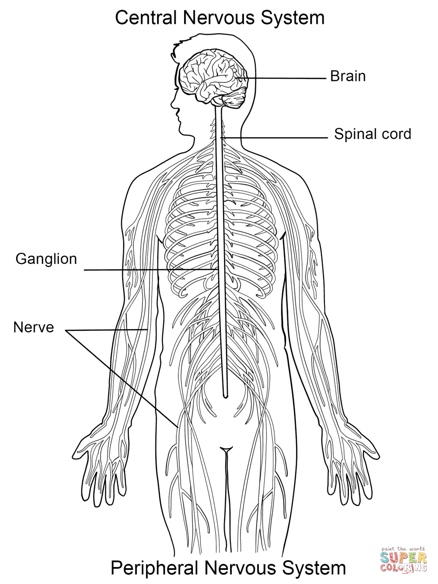 899x1199 organ drawing nervous system for free download - Nervous System Drawing