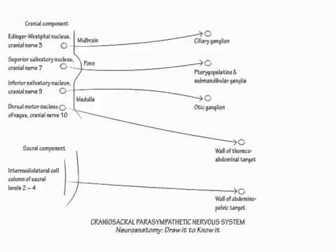 480x360 parasympathetic nervous system - Nervous System Drawing