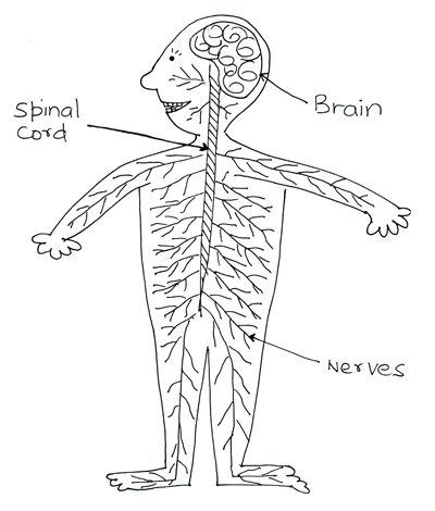 400x470 pictures of nervous system drawing - Nervous System Drawing