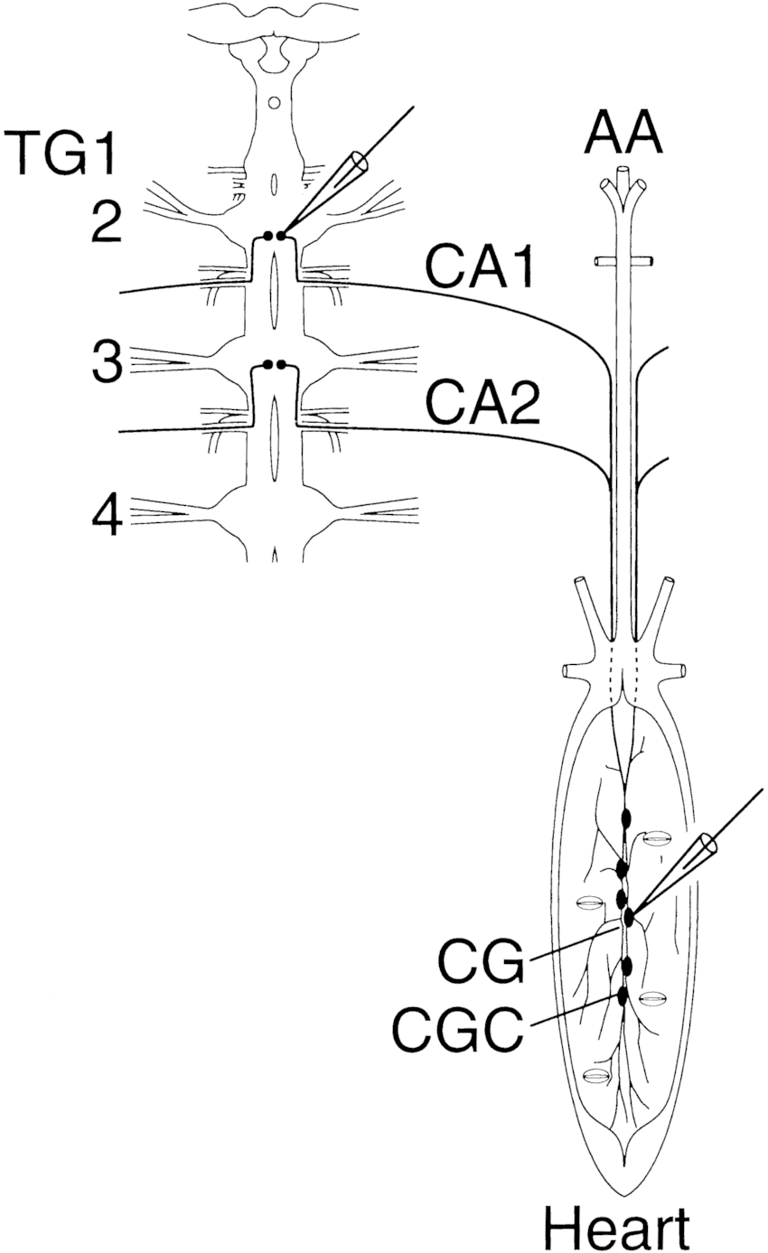850x1387 schematic drawing of the central nervous system - Nervous System Drawing