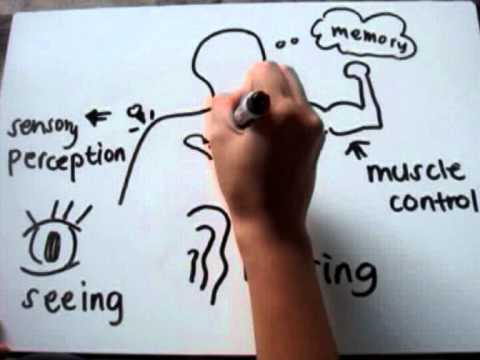 480x360 the nervous system - Nervous System Drawing