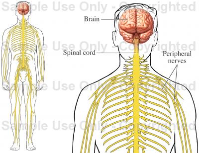 400x308 the nervous system - Nervous System Drawing