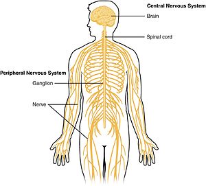 300x271 central nervous system - Nervous System Drawing