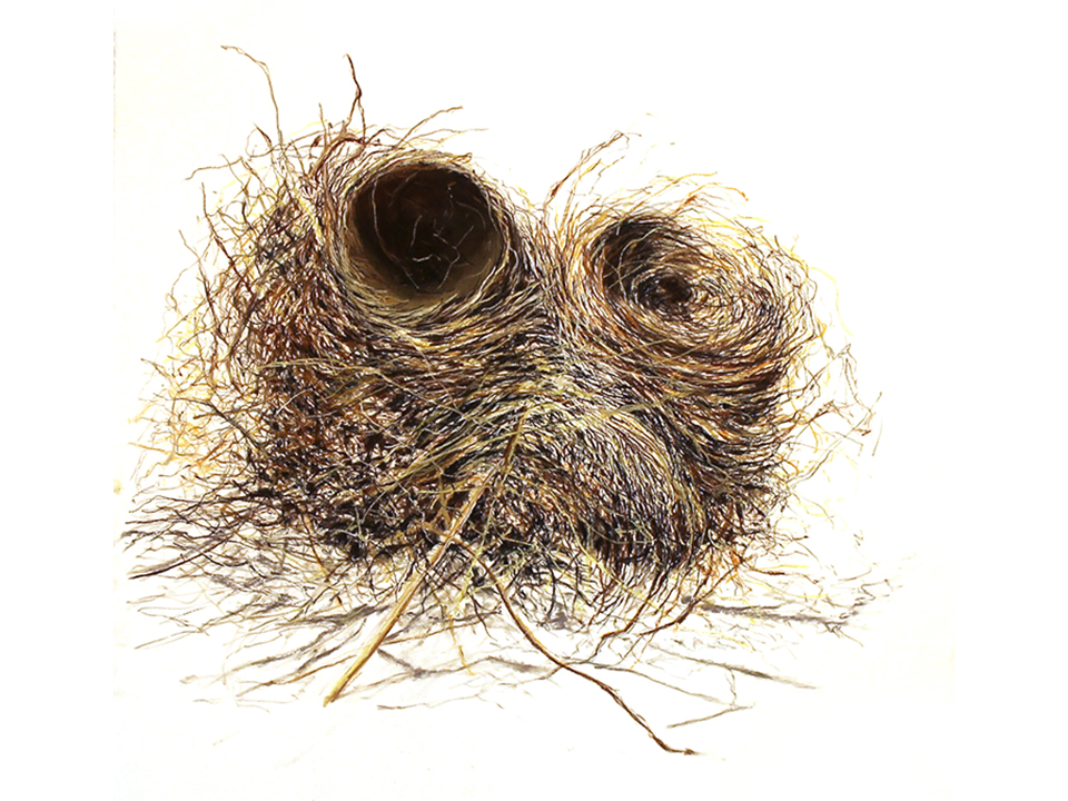 960x720 Double Nest Drawing Duthie Gallery - Nest Drawing