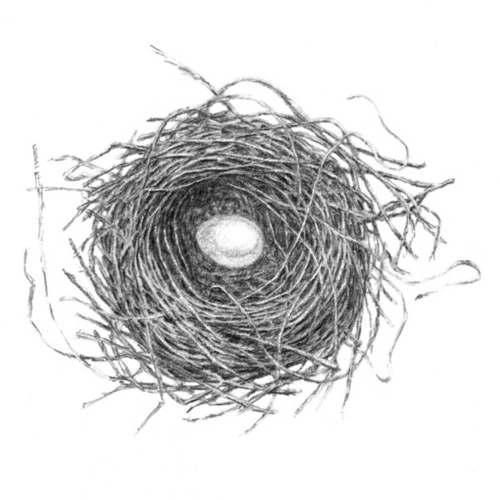 500x500 Drawing Nest - Nest Drawing