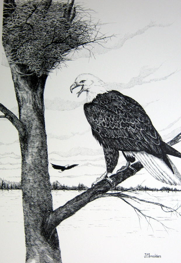 620x900 Eagle At Nest Drawing - Nest Drawing