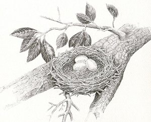 300x243 Nest Of Eggs Drawing - Nest Drawing