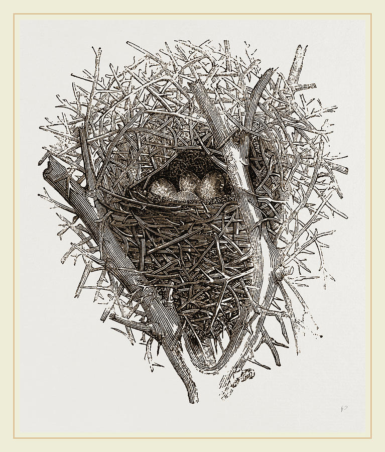 767x900 Nest Of Magpie Drawing - Nest Drawing