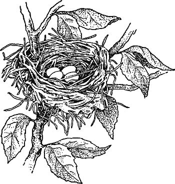 350x368 Pin On Over The Garden Wall - Nest Drawing