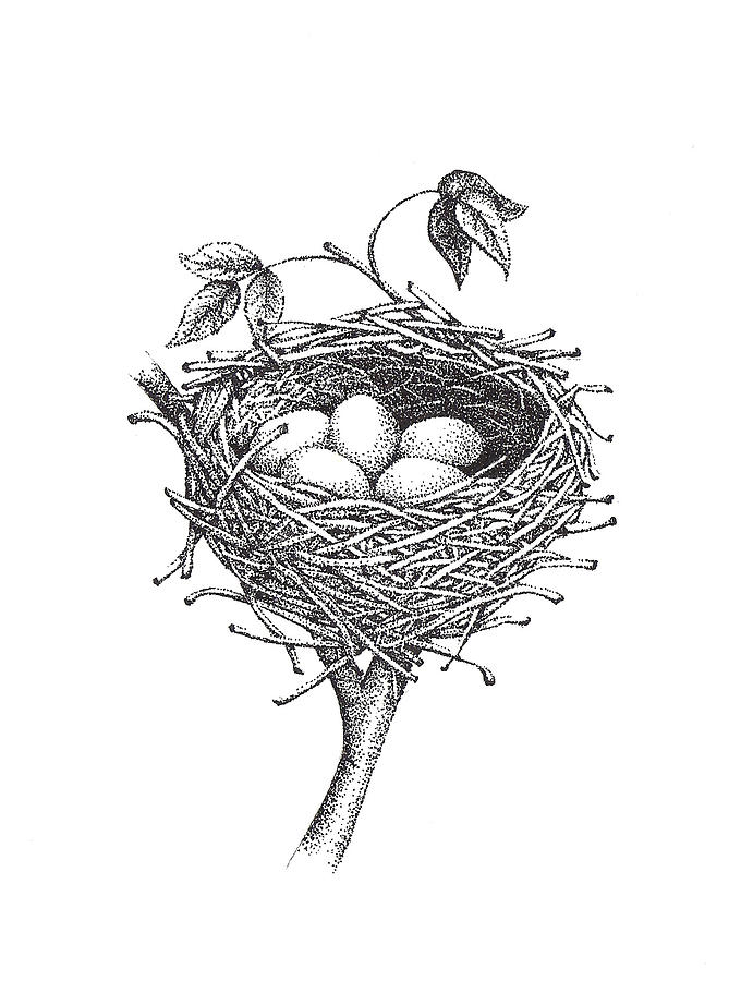680x900 Bird Nest Drawing - Nest Drawing