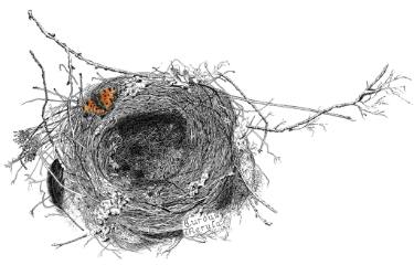 375x250 Blackbirds'nest Drawing - Nest Drawing