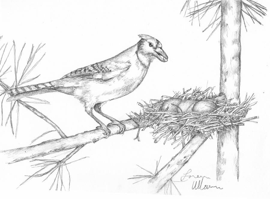 900x663 Blue Jay And Nest Drawing - Nest Drawing