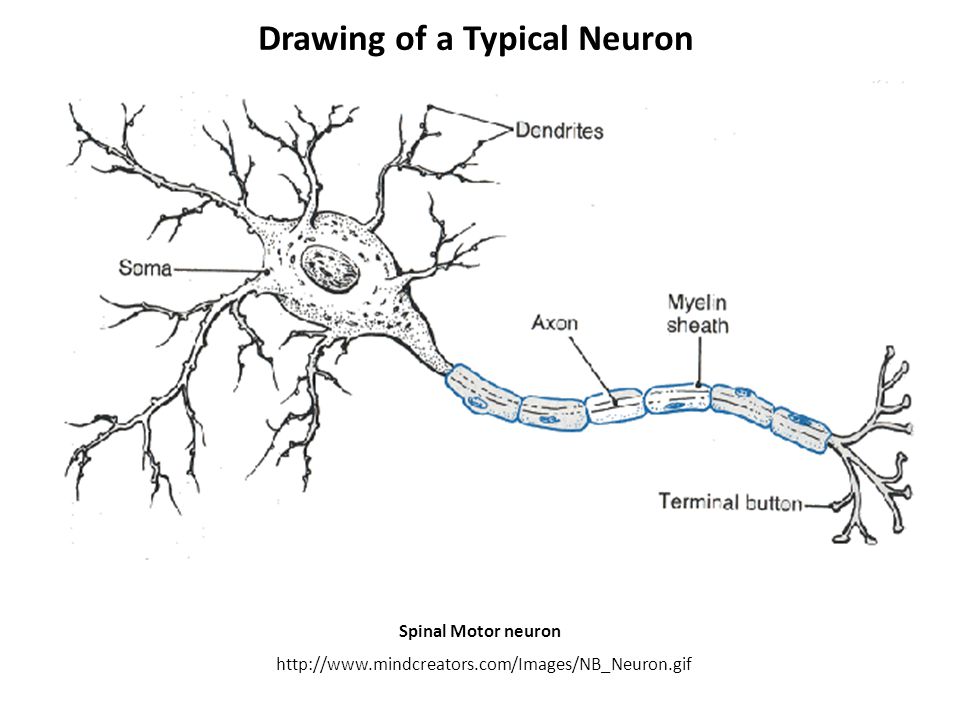 960x720 Drawing Of A Typical Neuron - Neuron Drawing