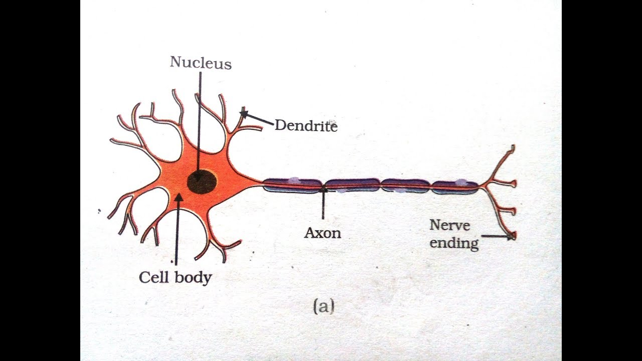 1280x720 How To Draw A Motor Neuron - Neuron Drawing