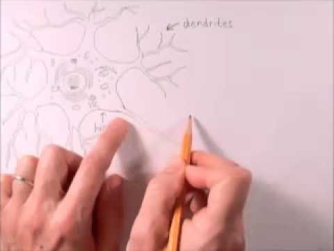 480x360 How To Draw A Neuron - Neuron Drawing