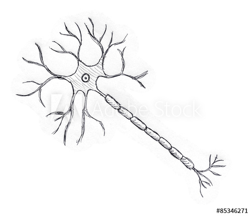 500x431 Neuron Drawing - Neuron Drawing