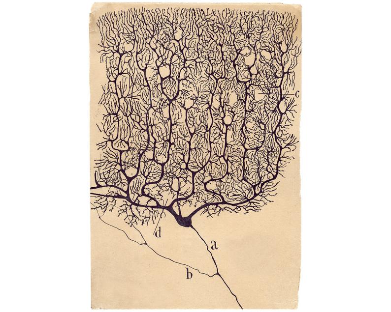 794x635 Neuron Drawing - Neuron Drawing