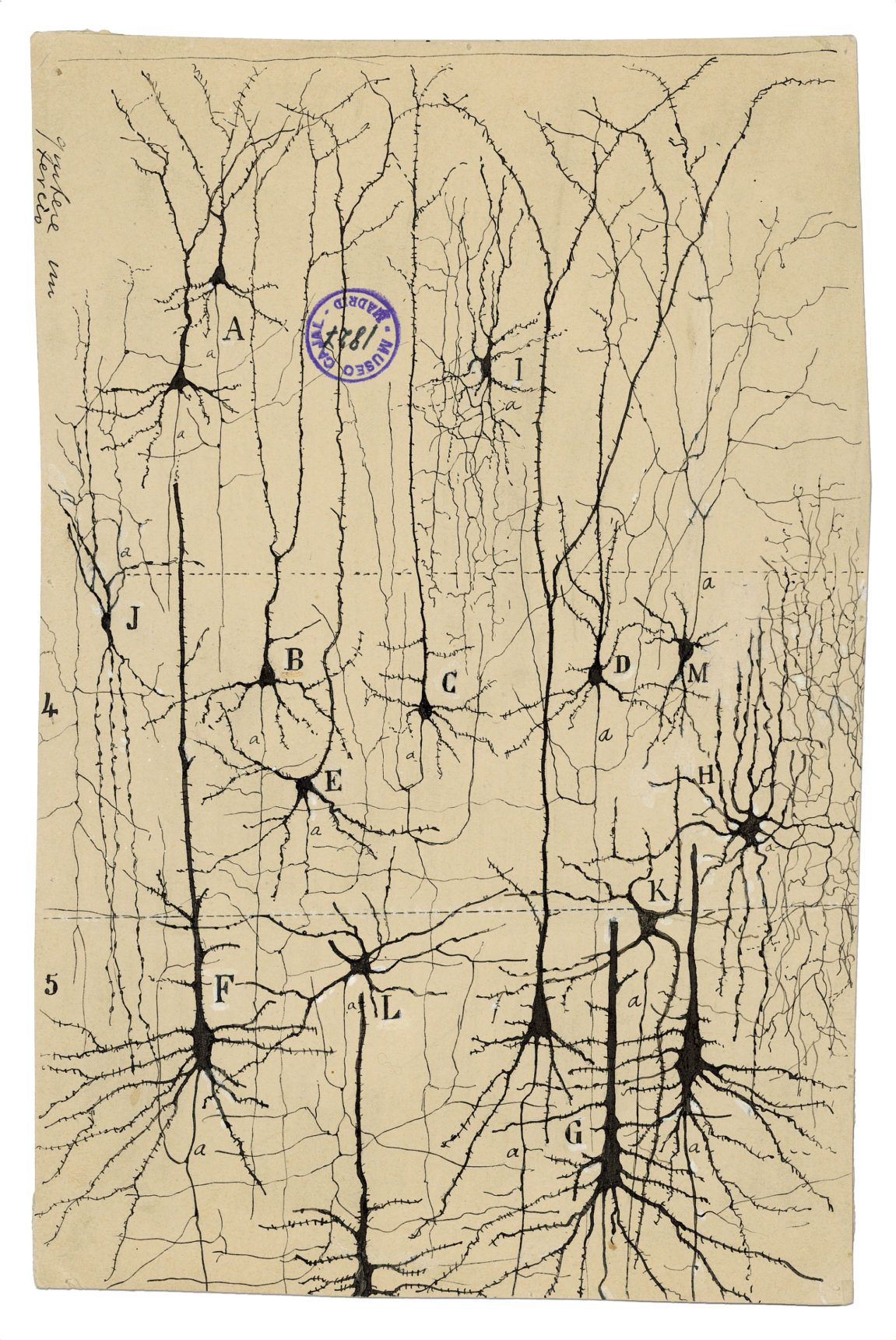 1151x1720 Neuron Drawings - Neuron Drawing