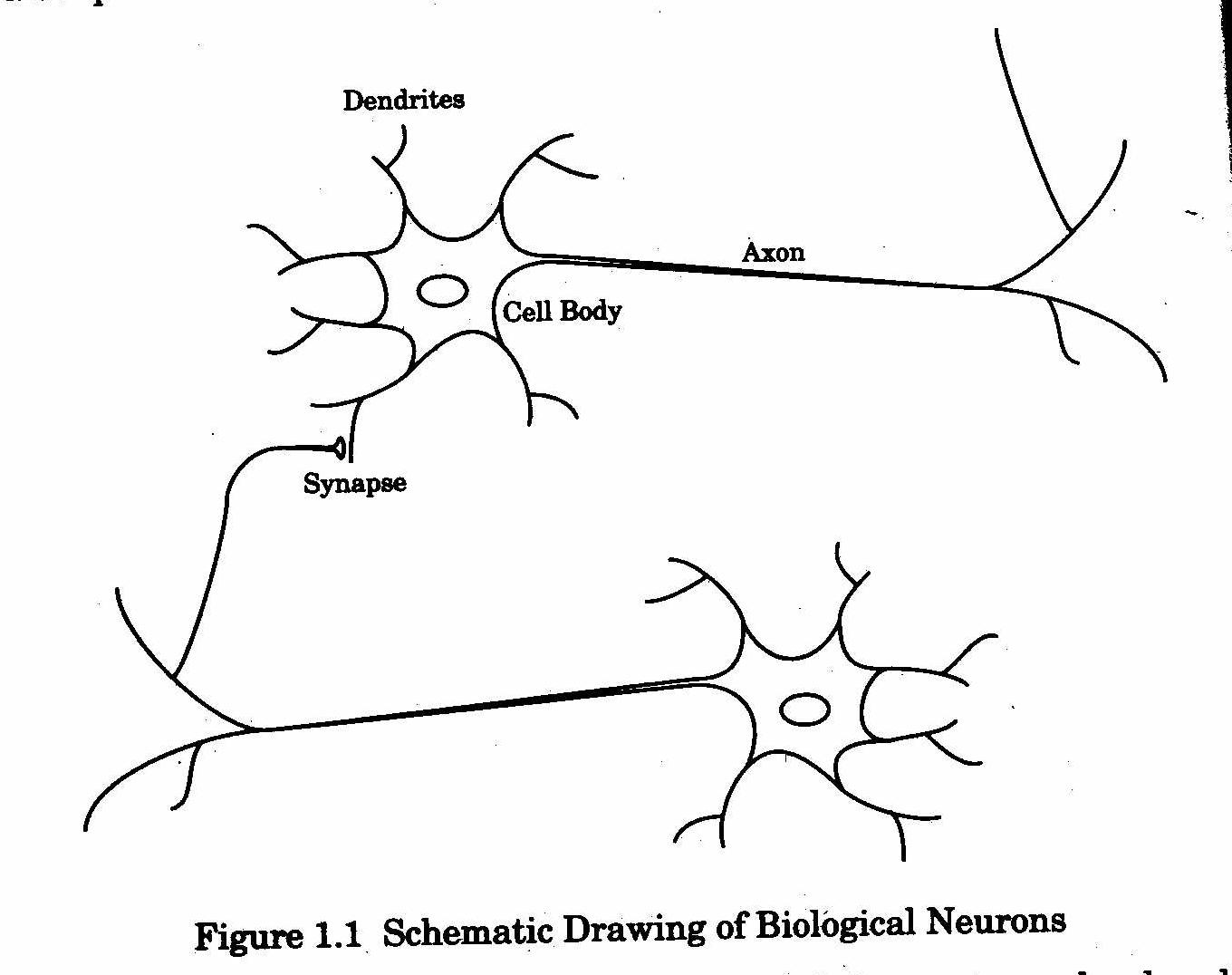 Neuron Drawing at PaintingValley.com | Explore collection of Neuron Drawing