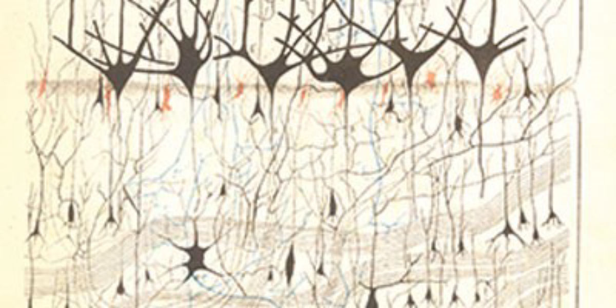 1200x600 the first neuron drawings, the scientist - Neuron Drawing