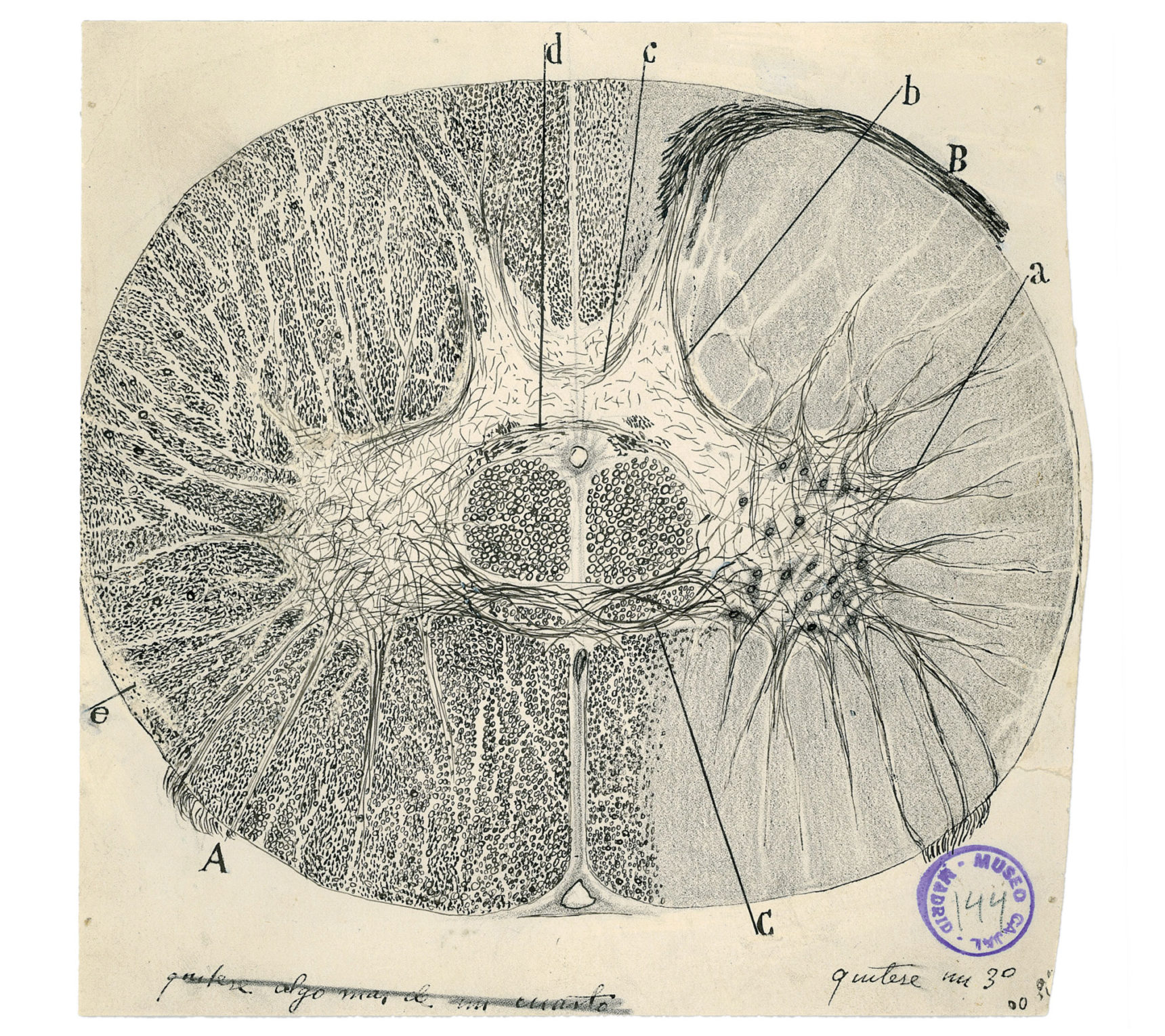 1720x1529 why the first drawings of neurons were defaced quanta magazine - Neuron Drawing