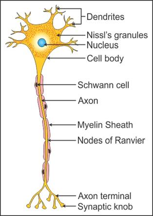 314x442 draw a labelled diagram of a neuron biology - Neuron Drawing