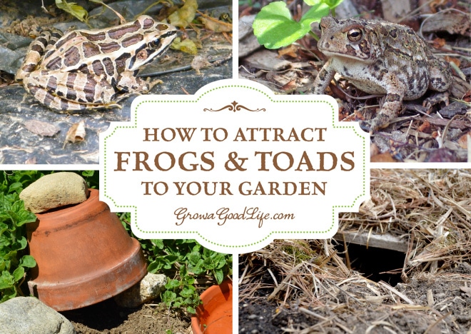 660x468 how to attract frogs and toads to your garden - Never Give Up Drawing Frog Bird