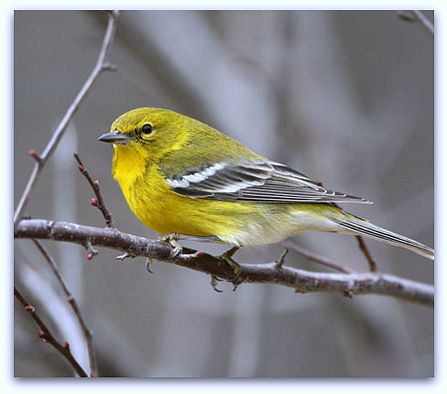 447x394 river city malone birds returning, frogs waking up what's back - Never Give Up Drawing Frog Bird