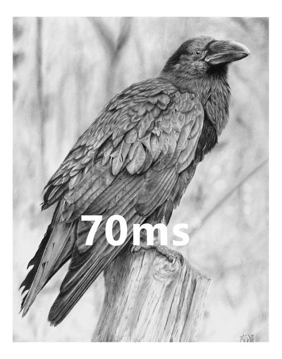 570x725 Raven Original Pencil Drawing - Nevermore Drawing