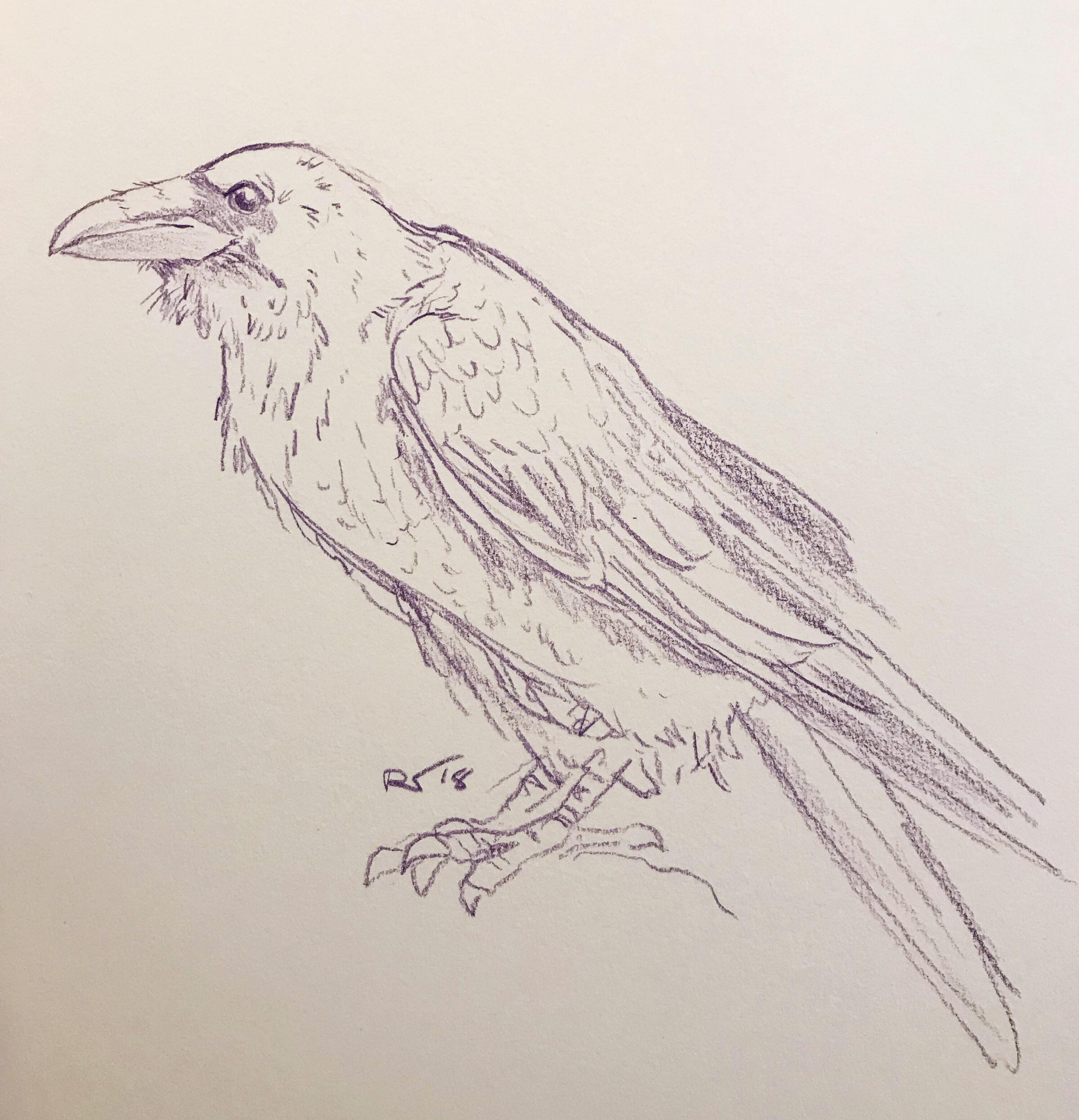 2996x3111 Nevermore Drawing - Nevermore Drawing
