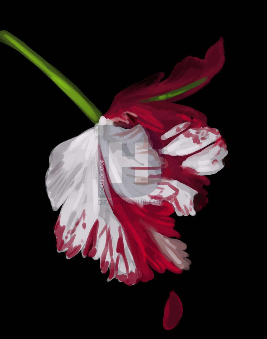 900x1143 How To Draw New Moon Cover, Step - New Moon Drawing