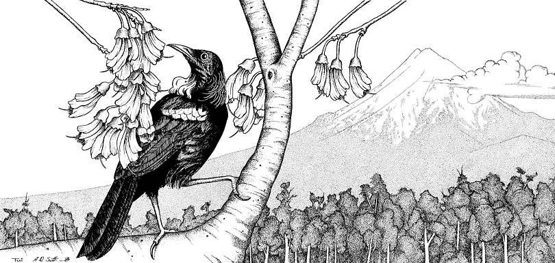 810x385 pencil artwork for sale, also charcoal and ink drawing art gallery - New Zealand Drawing