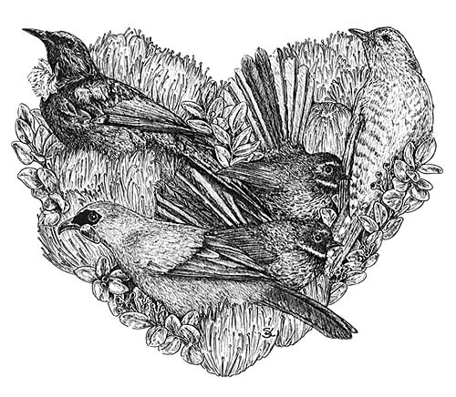 500x436 samantha lane nz wildlife artist, new zealand birds artist - New Zealand Drawing