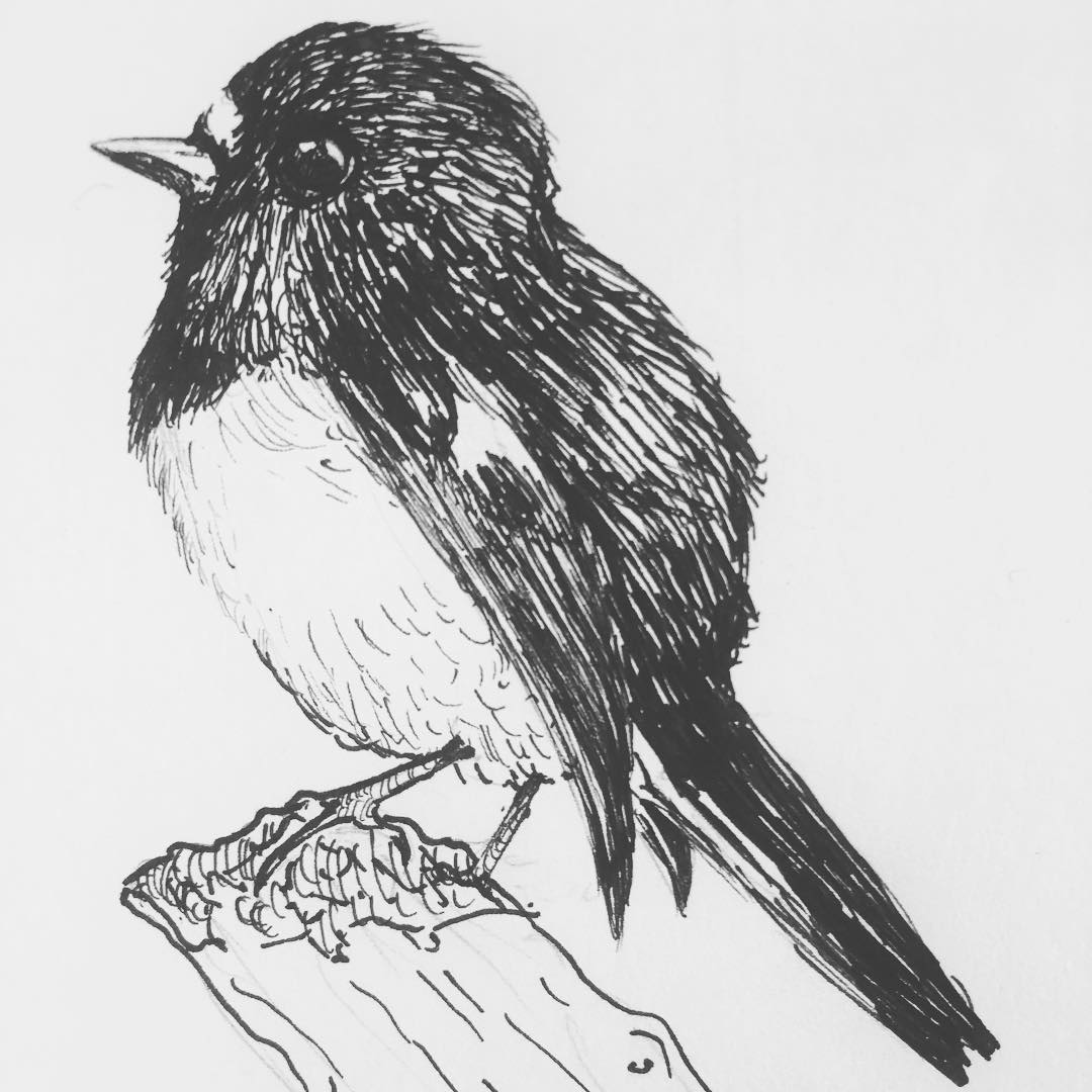 1080x1080 cute miro bird that my gf drew shes drawing one kiwi bird a day - New Zealand Drawing