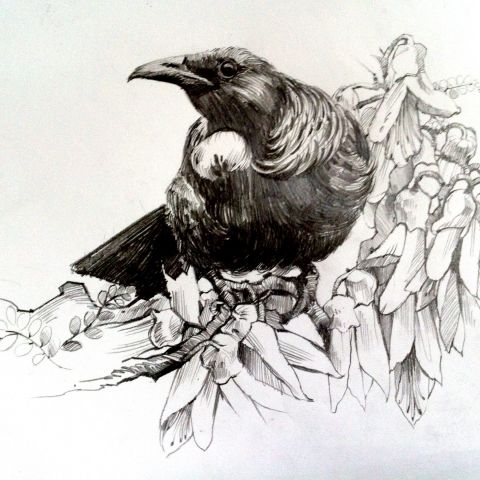 480x480 drawing pencil sketch on nz bird and flora events the big idea - New Zealand Drawing