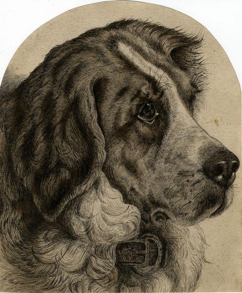 496x600 landseer newfoundland dog portrait original late century pen - Newfoundland Dog Drawing