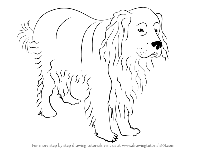 800x566 learn how to draw a newfoundland dog - Newfoundland Dog Drawing