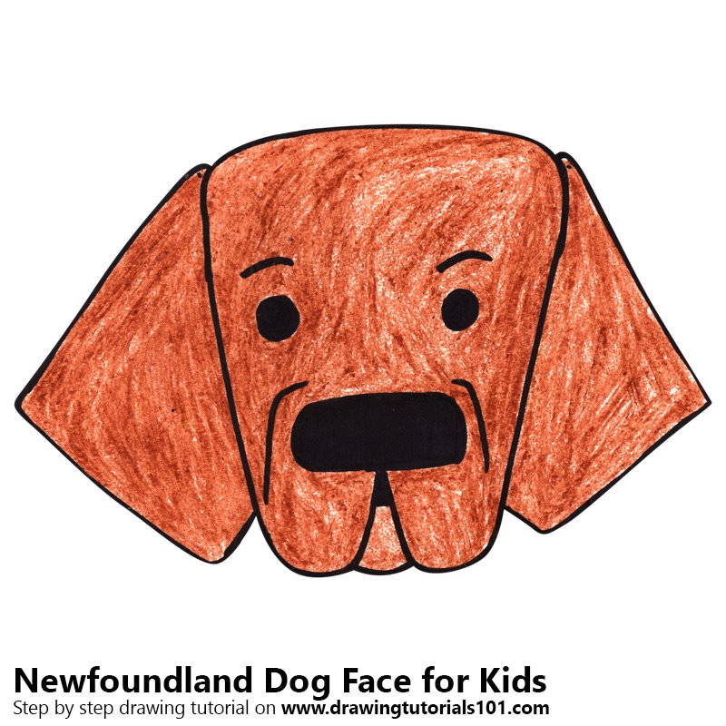 800x800 learn how to draw a newfoundland dog face for kids - Newfoundland Dog Drawing