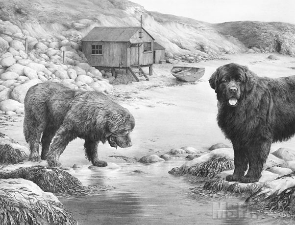 602x460 newfoundland dogs fine art dog print - Newfoundland Dog Drawing