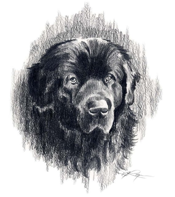 Newfoundland Dog Drawing at PaintingValley.com | Explore collection of ...